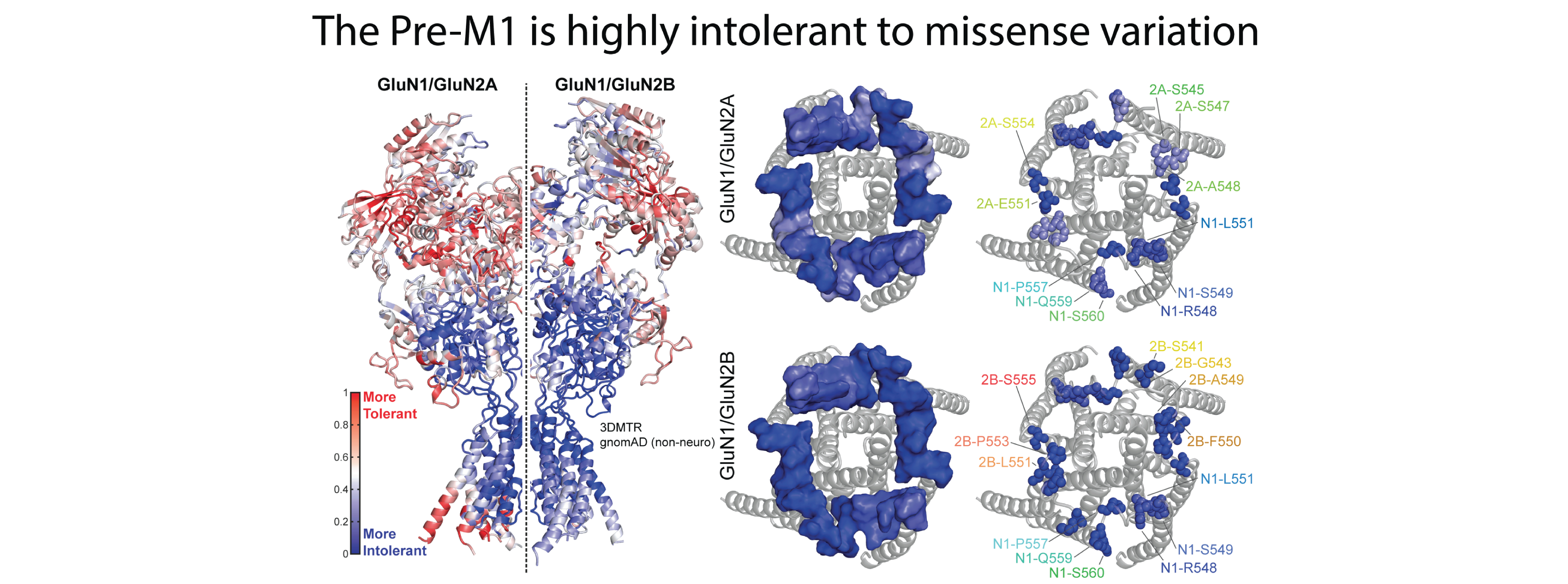 Traynelis Lab image Prem1 3DMTR