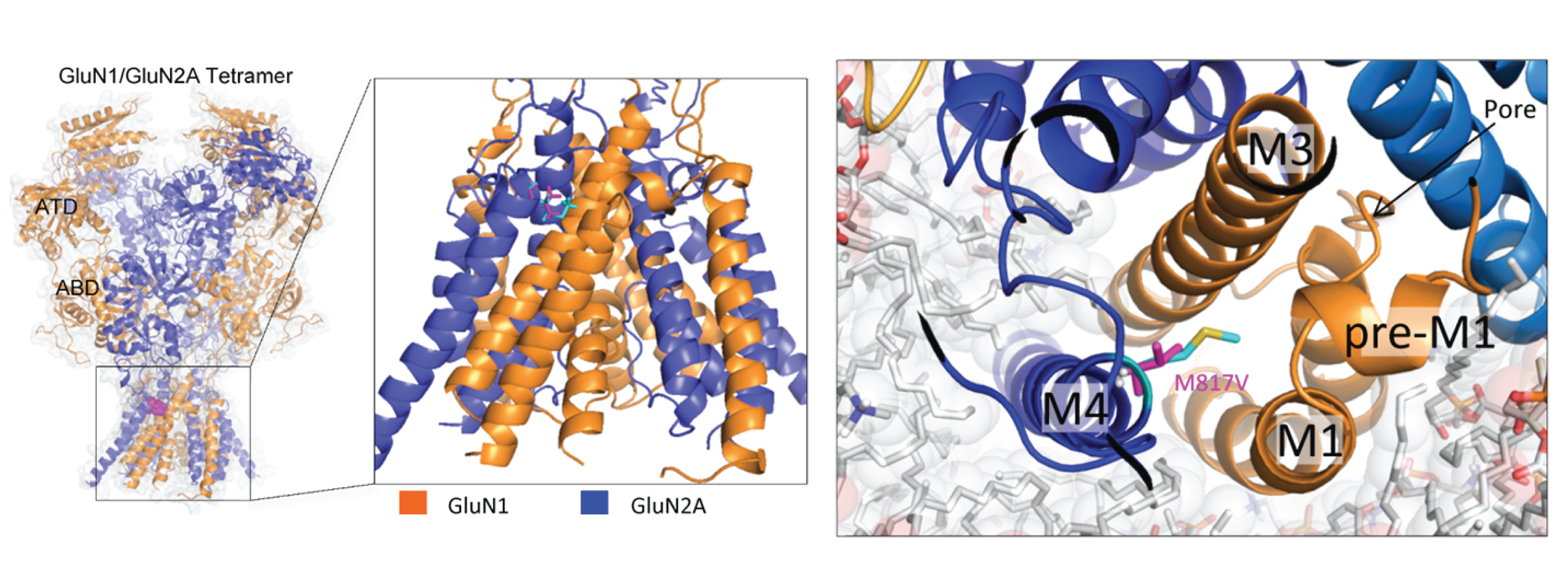 Traynelis Lab image GLUN 2b Intolerance