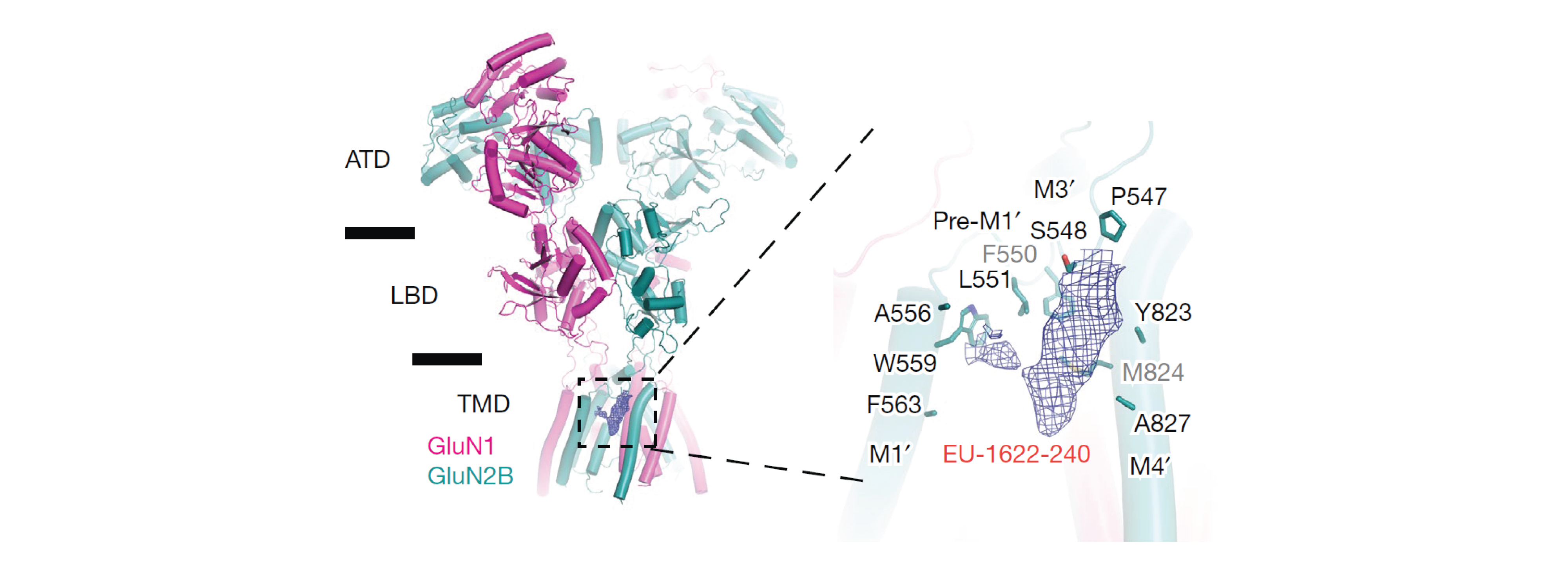 Traynelis Lab image