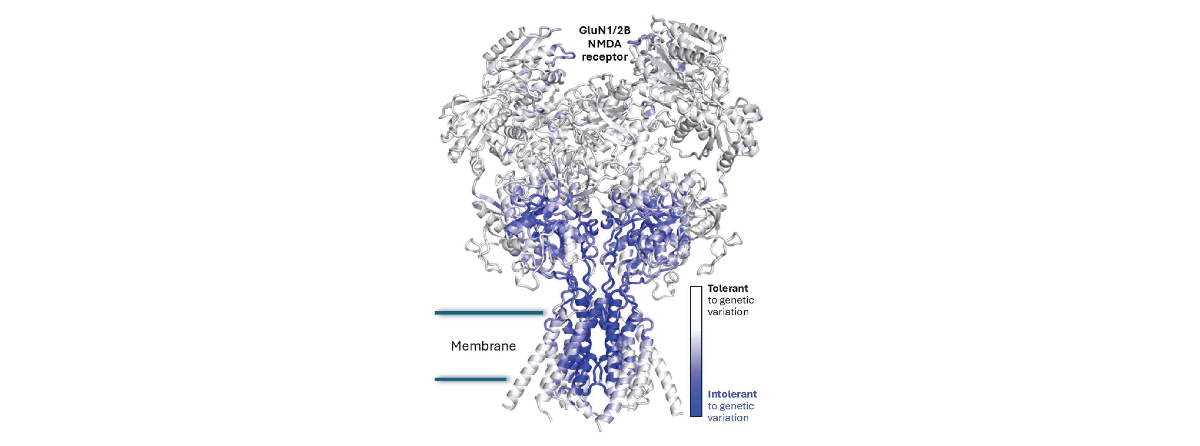 Traynelis Lab image